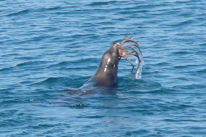 seal-food-hermosa-pier-octopus