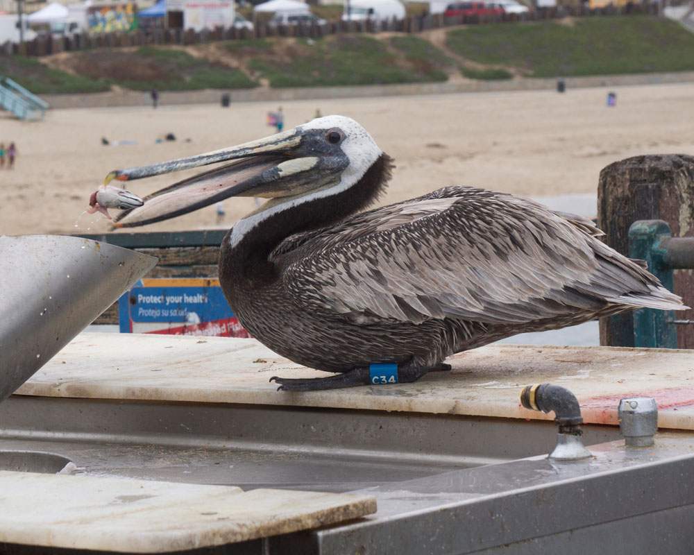 pelican-eating-fish-redondo